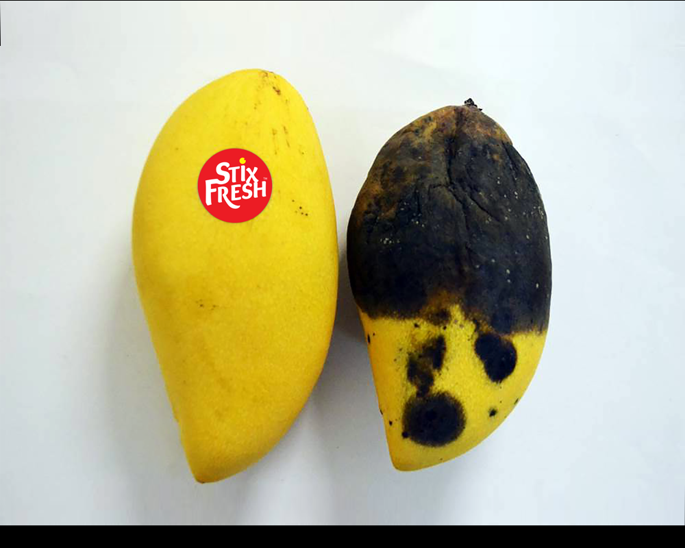 a fresh and a rotten mango